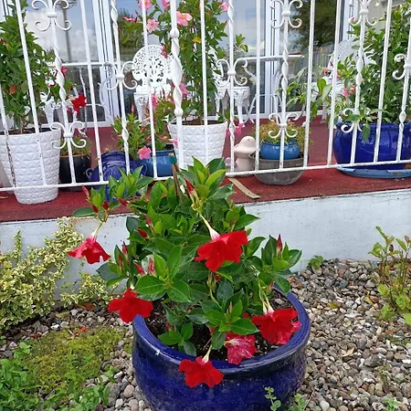 Apartment-hotel Perle Am Bodden מלון ריבניץ-דאמגארטן